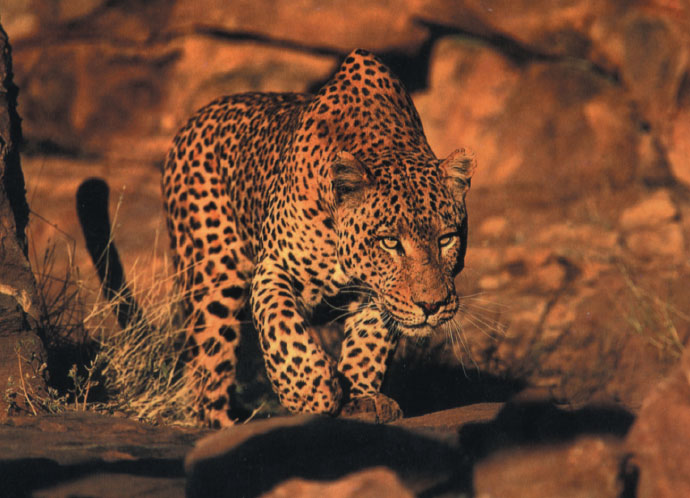 Leopard