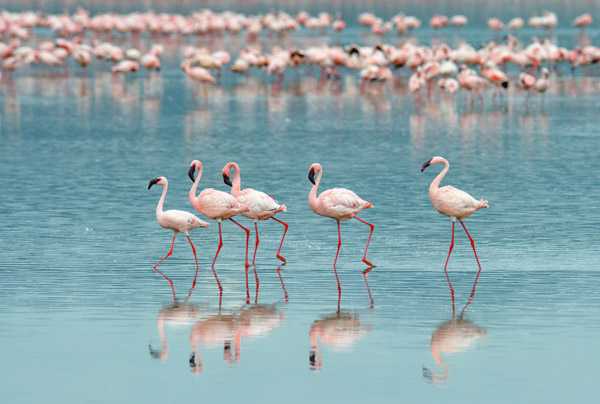 Flamingos am lake nakuru