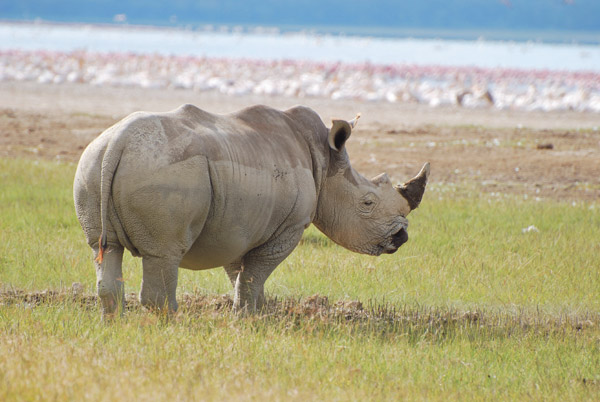 Rhino