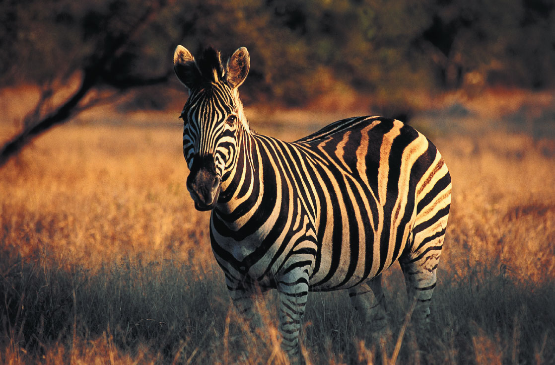 Zebra