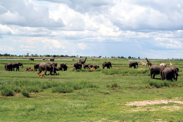 Wild im Chobe NP