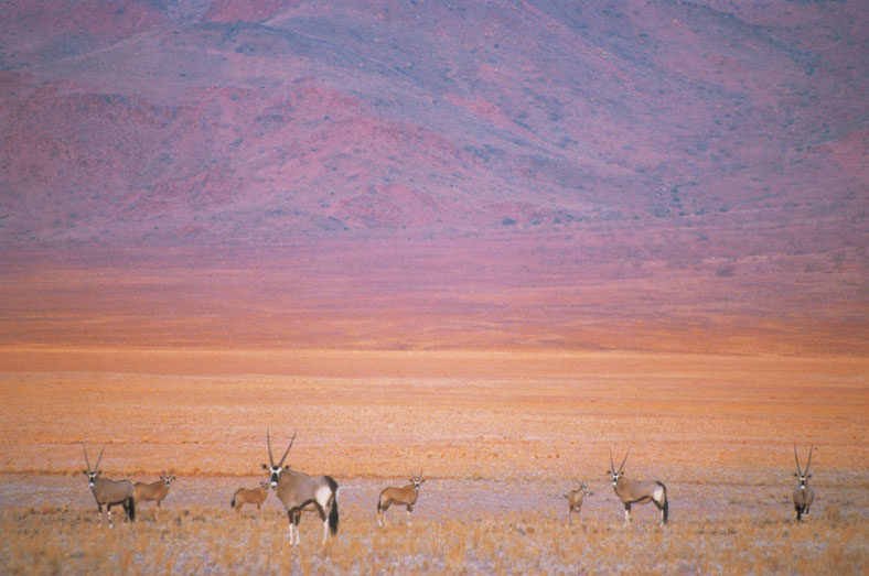 Oryx