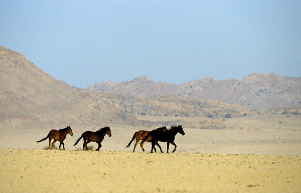 Desert horses