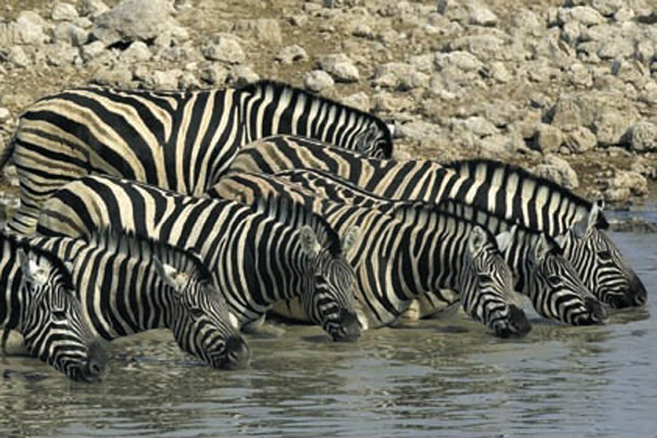Drinking zebras