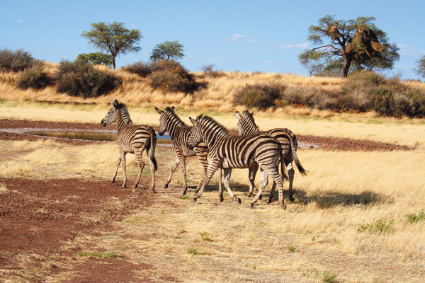 Zebras