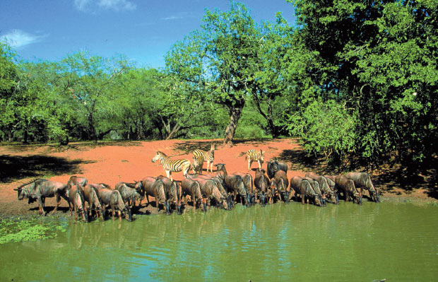 Safari S�dafrika - Wasserstelle
