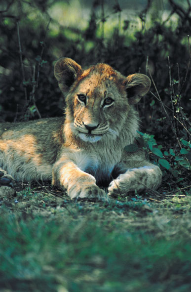 Junger L�we Kr�ger Nationalpark