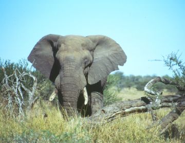 Elefant im Krüger Nationalpark Südafrika