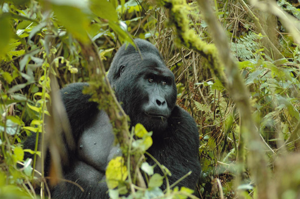 Silverback-Uganda