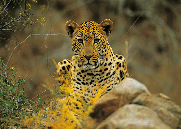 Gepard
