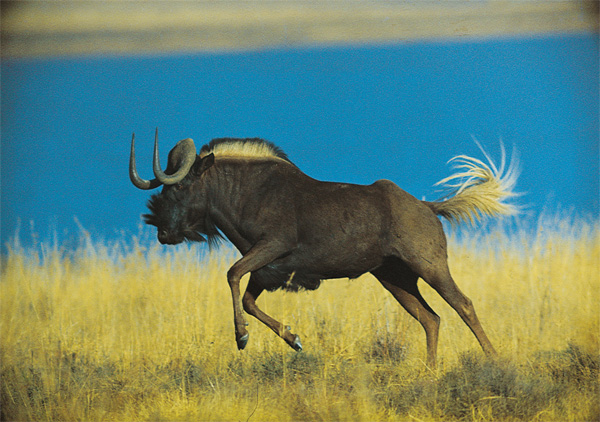  Serengeti National Park