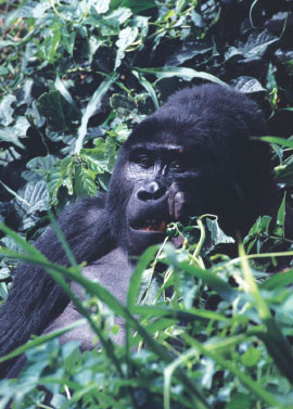 Bwindi National Park