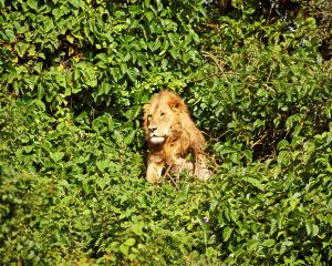 Äthiopien: Erstmals Löwen in afrikanischer Regenwaldregion dokumentiert