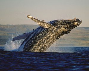 Südafrika: Wale beobachten in Hermanus und De Kelders von Juli bis Dezember