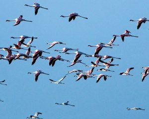 Flamingos am Natronsee in Tansania. iwanowski.blog