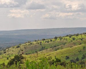 Akagera National Park – auf Pirschfahrt in Ruanda