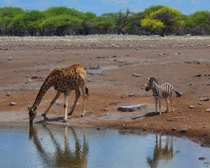 Die Dos and Don’ts auf Safari – Tipps für einen Besuch im Nationalpark