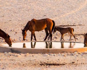 Lost Places in Namibia: Das Geheimnis der Namib-Wildpferde