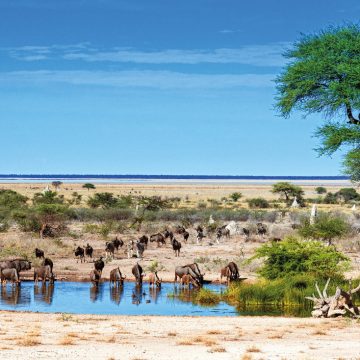 Namibia Etosha Nationalpark Onguma Bush Camp Wasserloch Iwanowskis Reisen - afrika.de
