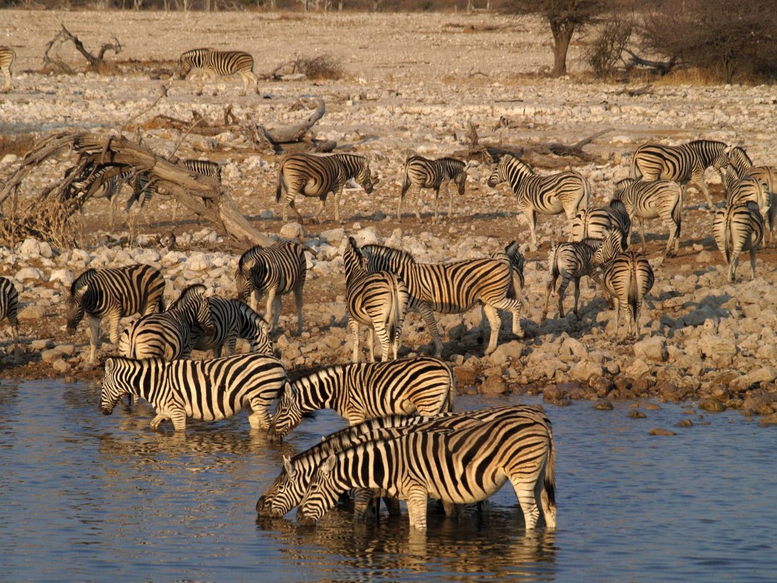 Namibia Etosha Nationalpark Zebras Iwanowskis Reisen - afrika.de