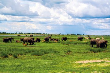 Botswana Chobe National Park Iwanowskis Reisen - afrika.de