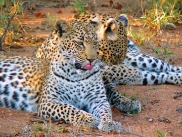 Botswana Leoparden Bushways Safari Iwanowskis Reisen - afrika.de