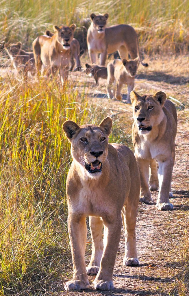 Botswana Moremi Game Reserve Löwenrudel Iwanowskis Reisen - afrika.de
