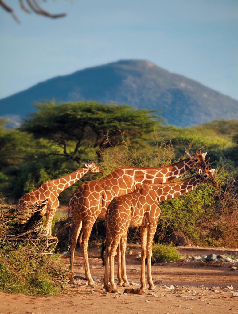 Kenia Samburu National Park Giraffen Iwanowskis Reisen - afrika.de