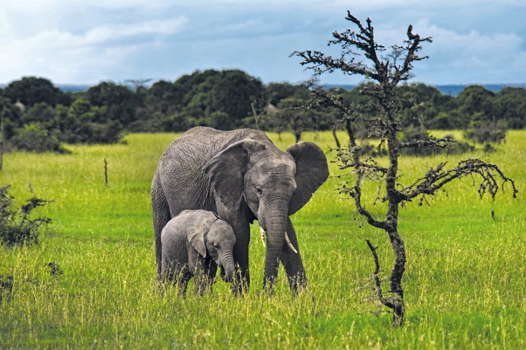 Kenia Sweetwaters Nature Reserve Elefanten Iwanowskis Reisen - afrika.de