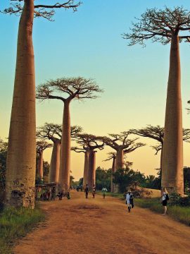 Madagaskar Baobab Allee Iwanowski's Reisen - afrika.de