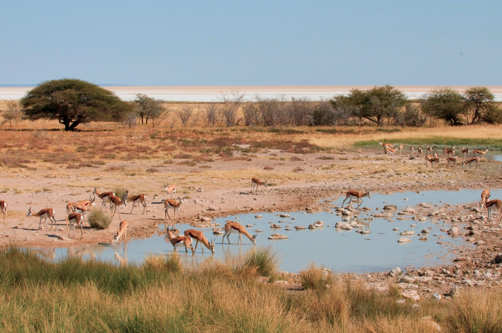 Namibia Etosha National Park Wasserloch Iwanowskis Reisen - afrika.de