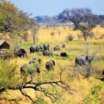 Namibia Ostcarprivi Mamili National Park Nkasa Lupala Lodge Zeltunterkunft Iwanowskis Reisen - afrika.de