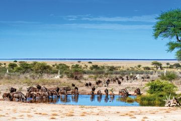 Namibia Etosha Nationalpark Onguma Bush Camp Wasserloch Iwanowskis Reisen - afrika.de