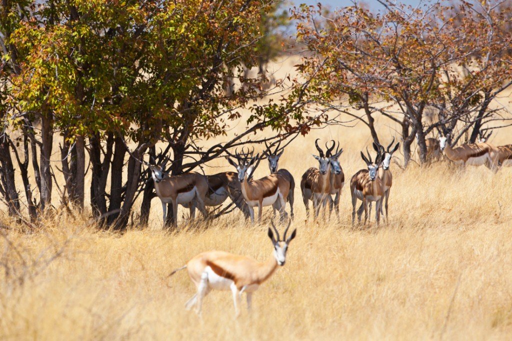 Namibia Etosha Nationalpark Iwanowski's Reisen - afrika.de