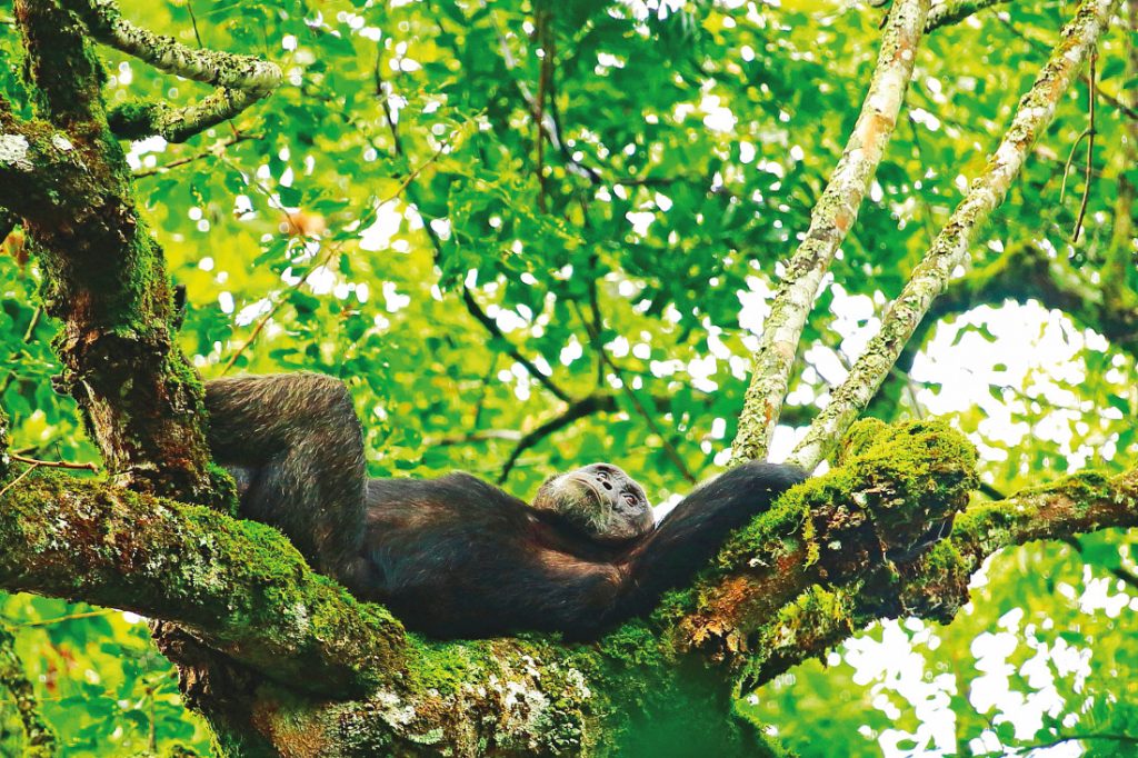Ruanda Safari Gorilla Schimpanse Iwanowskis Reisen - afrika.de