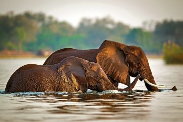 Sambia Lower Zambezi National Park Kasaka River Lodge Elefanten Iwanowskis Reisen - afrika.de