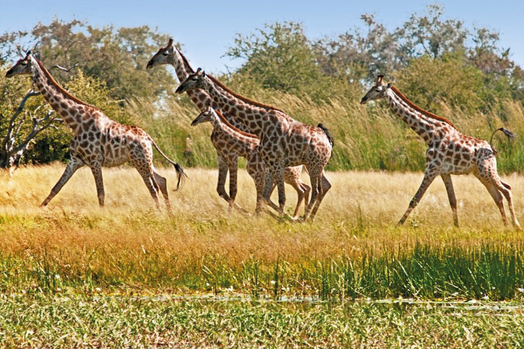 Simbabwe Hwange Nationalpark Camelthorn Lodge Giraffen Iwanowskis Reisen - afrika.de