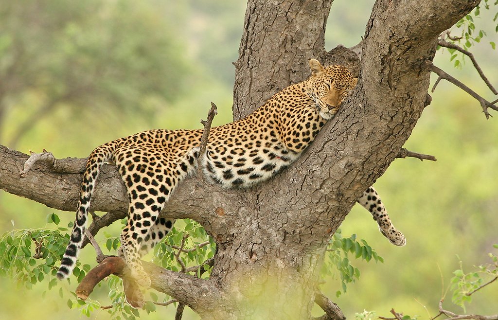 Südafrika Krüger Nationalpark Leopard Iwanowskis Reisen - afrika.de