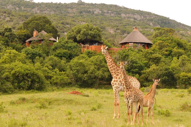 Südafrika Leshiba Wilderness Venda Village Lodge Giraffen