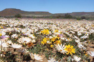 Südafrika Northern Cape Provinz Namaqualand Blütenmeer Iwanowskis Reisen - afrika.de