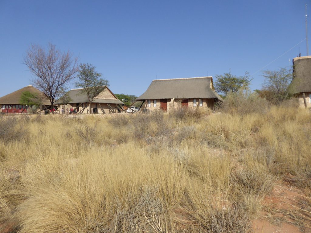 Südafrika Kgalagadi Transfrontier Park Twee Rivieren Camp Iwanowskis Reisen - afrika.de