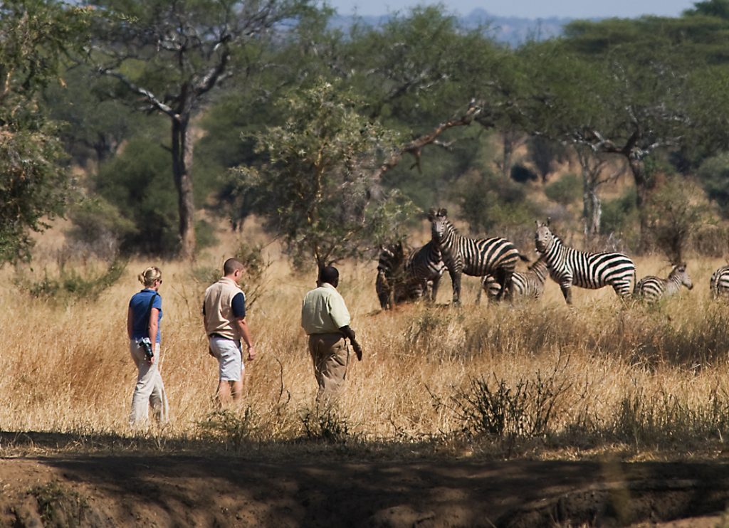 Tansania Tarangire National Park Sanctuary Swala Tented Camp Fußpirsch Iwanowskis Reisen - afrika.de