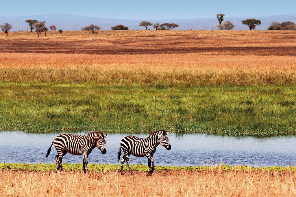 Tansania Tarangire National Park Zebras Iwanowskis Reisen - afrika.de