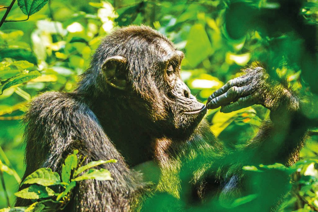 Uganda Kibale National Park Schimpanse Iwanowskis Reisen - afrika.de