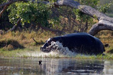 Botswana Moremi Game Reserve Camp Okuti Pirschfahrt Iwanowskis Reisen - afrika.de