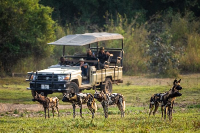 Sambia South Luangwa National Park Nkwali Camp Pirschfahrt Iwanowskis Reisen - afrika.de