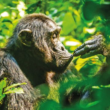 Uganda Kibale National Park Schimpanse Iwanowskis Reisen - afrika.de