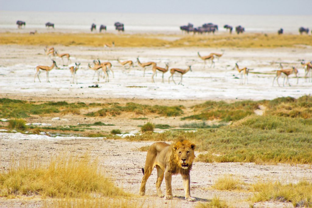 Namibia Etosha National Park Löwe Sunway Safari Iwanowskis Reisen - afrika.de