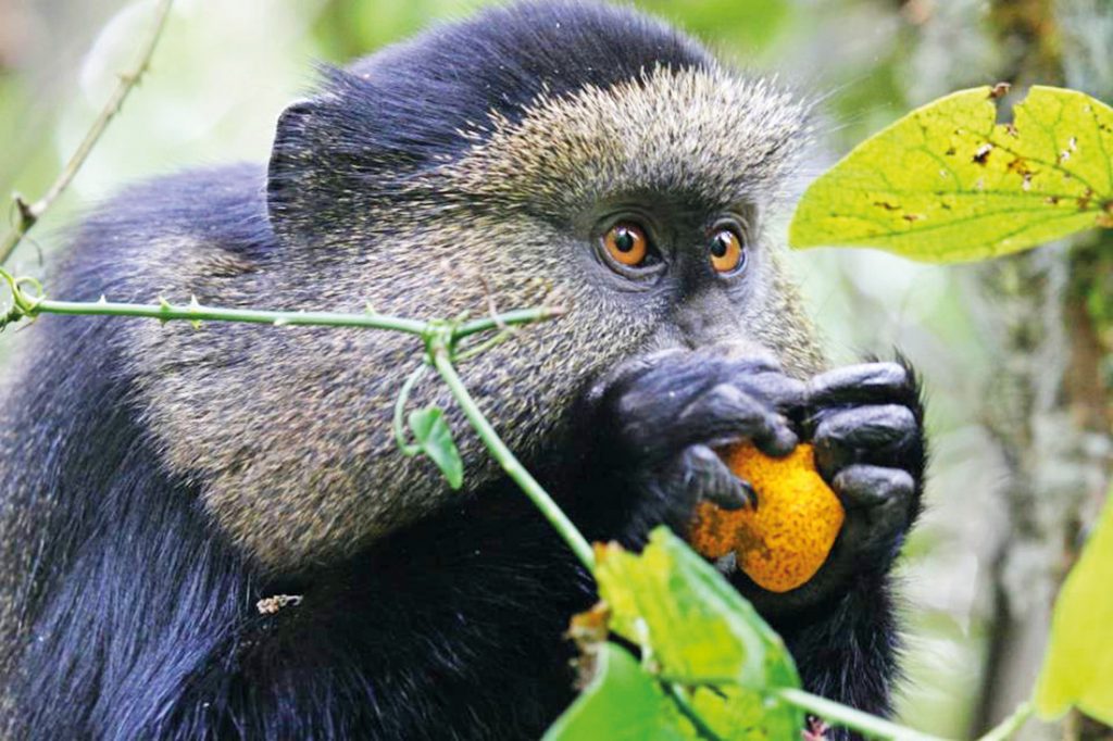 Ruanda Rundreise Safari Golden Monkey Iwanowskis Reisen - afrika.de