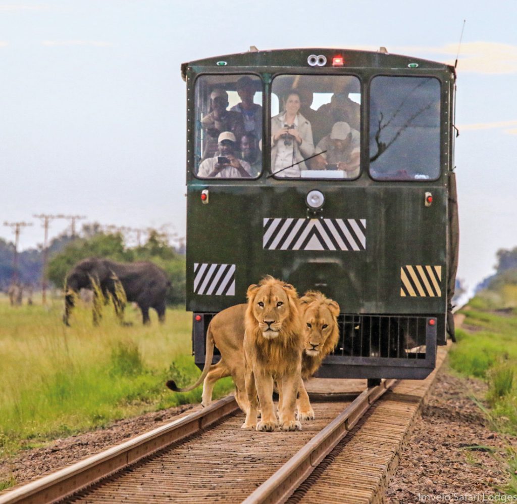 Simbabwe Hwange National Park Elephant Express Iwanowskis Reisen - afrika.de